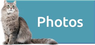 WebButtons individual blueCat