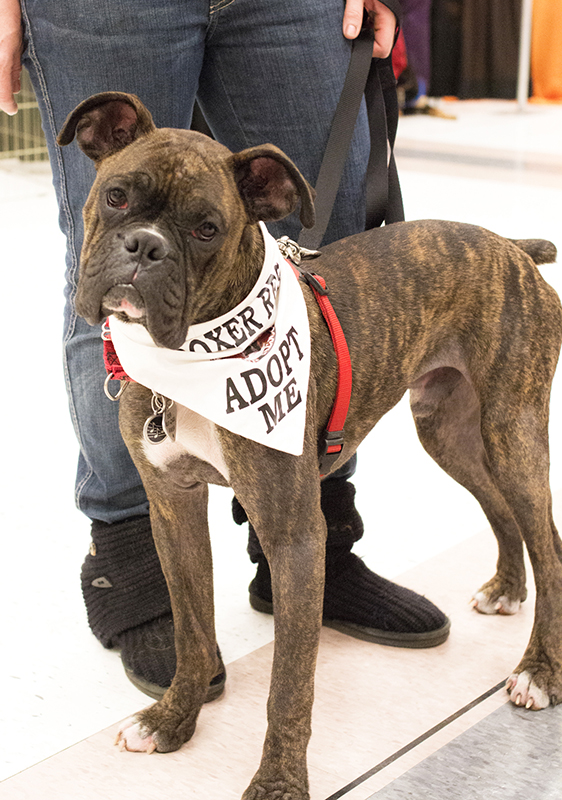boxer for adoption - Photo credit- Brian Pettepiece OlyDog Studios-small